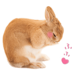 うさぎのlily 写真スタンプ Line スタンプ Line Store