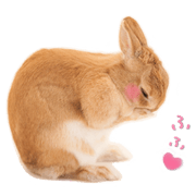 "Lily of the bunny"