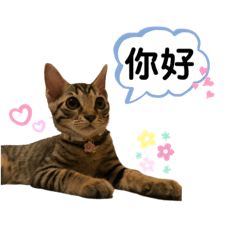 はな是一隻貓！