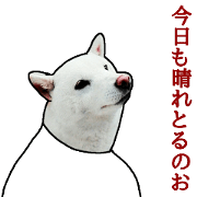 SHIBAINU IN OKAYAMA