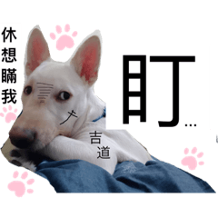 白犬敗家