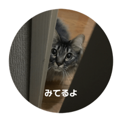tummum_20201211105244