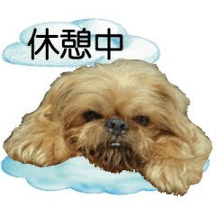動く犬 ブリュッセル グリフォン Line スタンプ Line Store