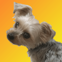 Yorkshire Terrier's photo stickers.