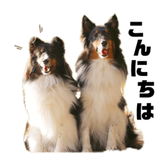 Sherry_20201211211410