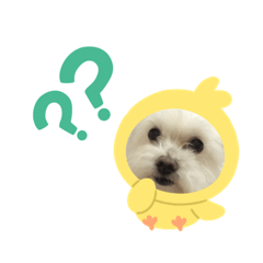 狗 美