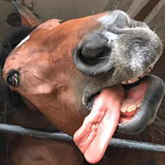 말의 얼굴 사진