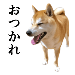 shiba inu and daily life