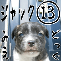 MIEDOG Jack Russell terrier sticker 13