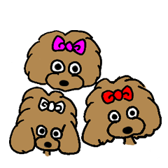 toy poodle sisters