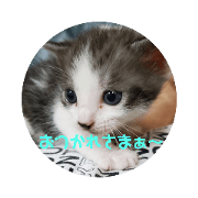 kakoko_20201212175521