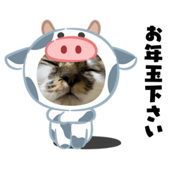 panda_20201212221147