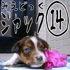 MIEDOG Jack Russell terrier sticker 14