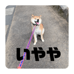 Rina_20201212181340