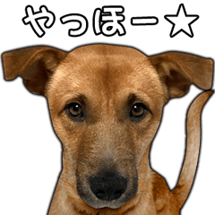 Dog dog kotaro sticker