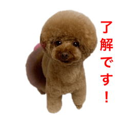 kaho_20201213122012