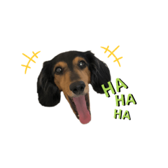 The miniature dachshund's name is Tsun.