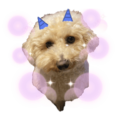 sayuri_20201213172637