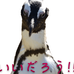 real penguin ver.1