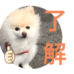 yoko_202012131810151123