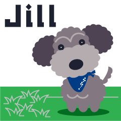 Energetic Toy Poodle Jill