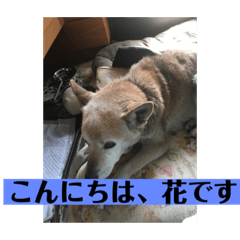 hANA_20201214004107