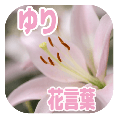 Language of flowers - Lily -