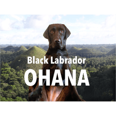 Black Labrador OHANA4