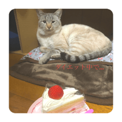 hikari_20201214113419