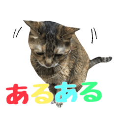 癒しの猫スタンプ**実写版**返答version