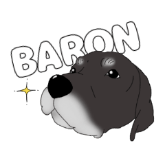 Labrador retriever BARON3
