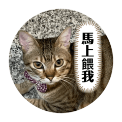 巧虎&喬巴