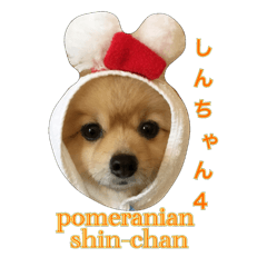 pomeranian shin-chan 4