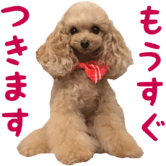 Sticker of toy poodle photograph