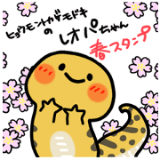 Leopard gecko/spring Leopard gecko/spring