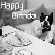 Boston terrier Bunta Boston terrier Bunta