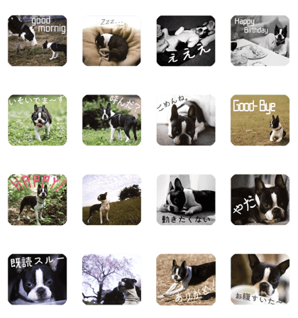 Boston terrier Bunta Boston terrier Bunta