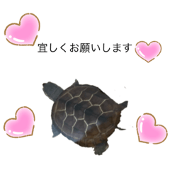 SAYURI_20201213201644