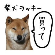 Shibainu lucky Shibainu lucky