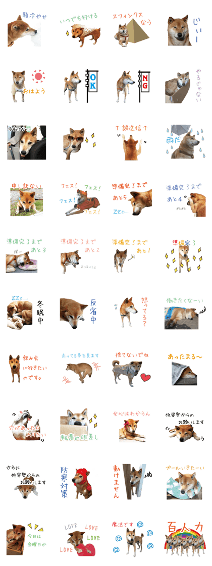 Shibainu lucky Shibainu lucky