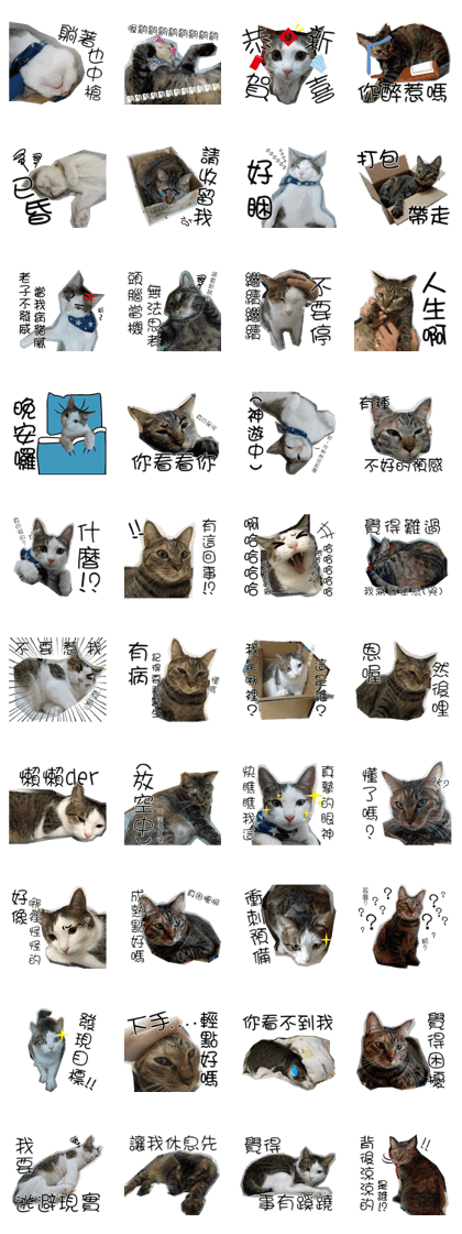 meow...real cat!!! meow...real cat!!!