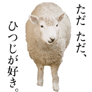 real sheep real sheep