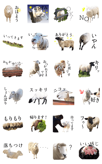 real sheep real sheep