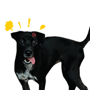 Beklen & Jojo : Balinese Dog Beklen & Jojo : Balinese Dog