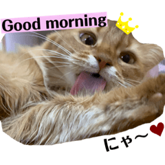 maple_20201214214650