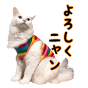 Fluffy white cat MOCHI