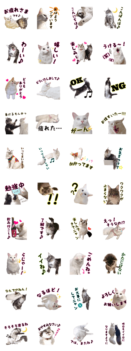 Fluffy white cat MOCHI