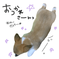 corgi dog chachamaru