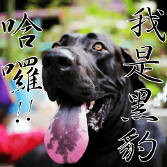 The Dogs from Longyeh Taiwan Dogs' House