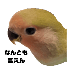 lovebird in Kansai